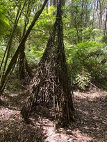 Toolangi Sculpture Trail景点图片