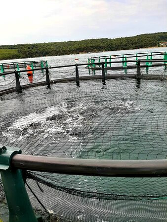 Fonda Fish Farm-波多若斯必去景点