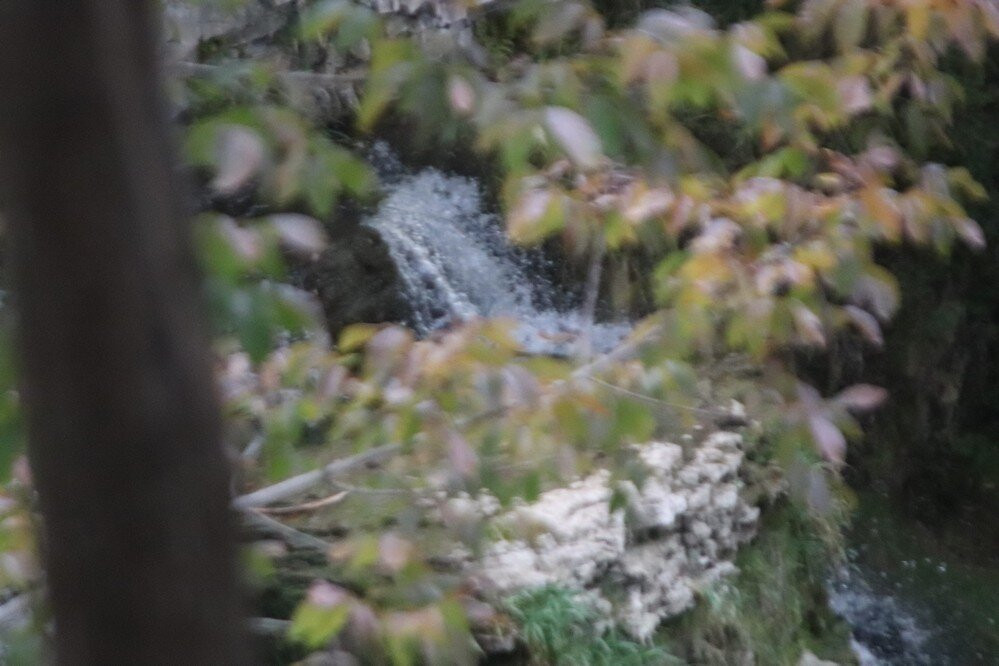 Pattawatomi Memorial Forest-Owen Sound必去景点