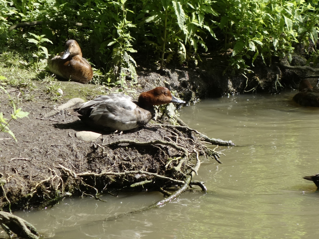 Les Oiseaux Du Marais景点图片