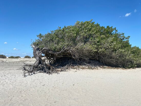 Árvore da Preguiça-杰里科科拉必去景点