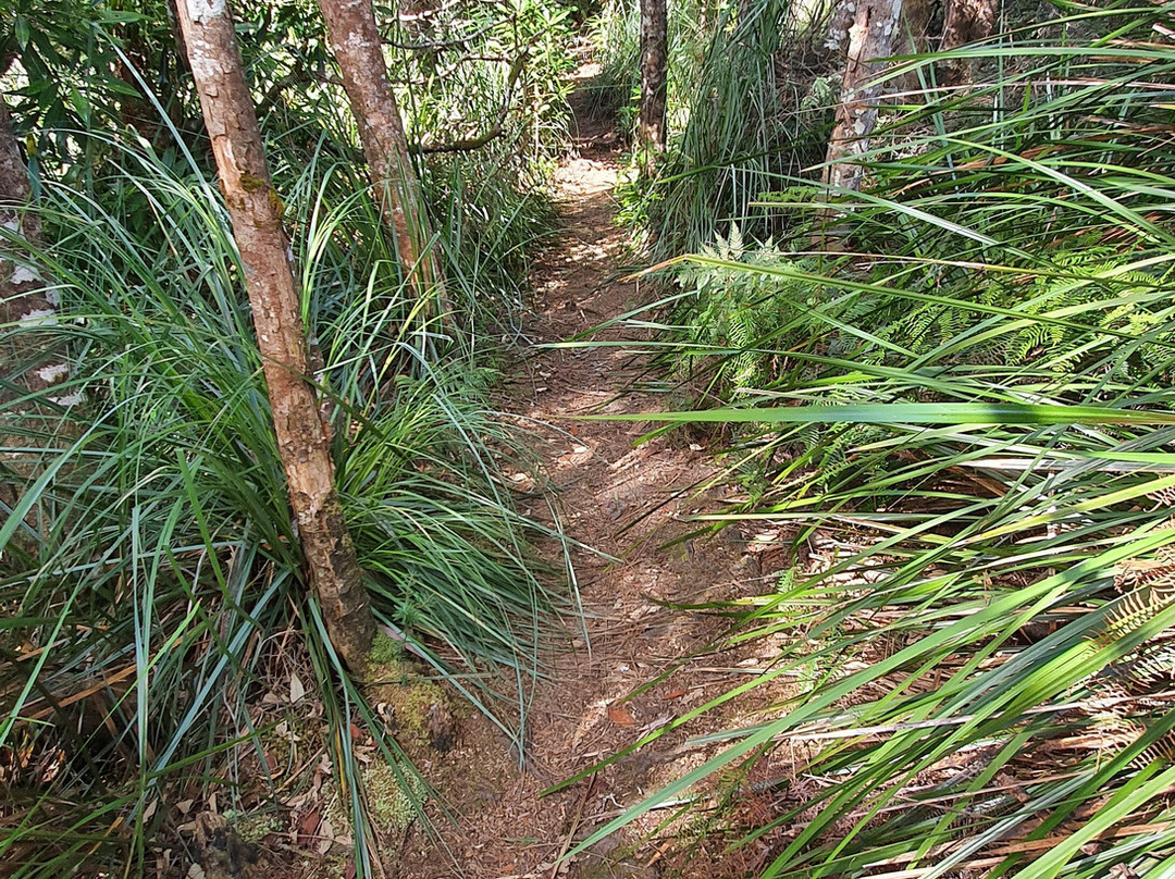 Whyte River Track-Corinna必去景点