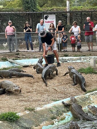 Arkansas Alligator Farm & Petting Zoo景点图片
