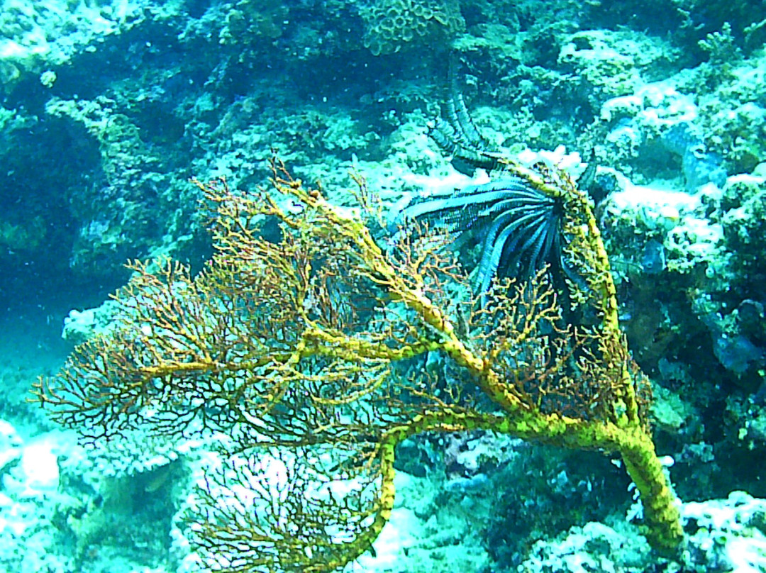 Bunaken National Marine Park景点图片