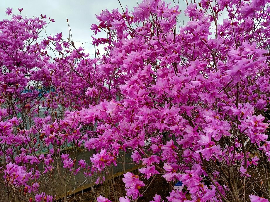 JA Saitama Hibiki Kamikawa-kan Chokubaisho