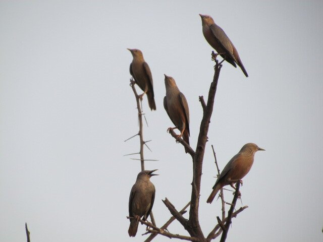 Ankasamudra Bird Sanctuary景点图片