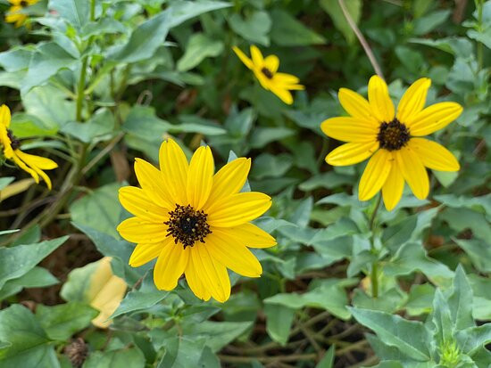 Miramar Community Garden-Miramar必去景点