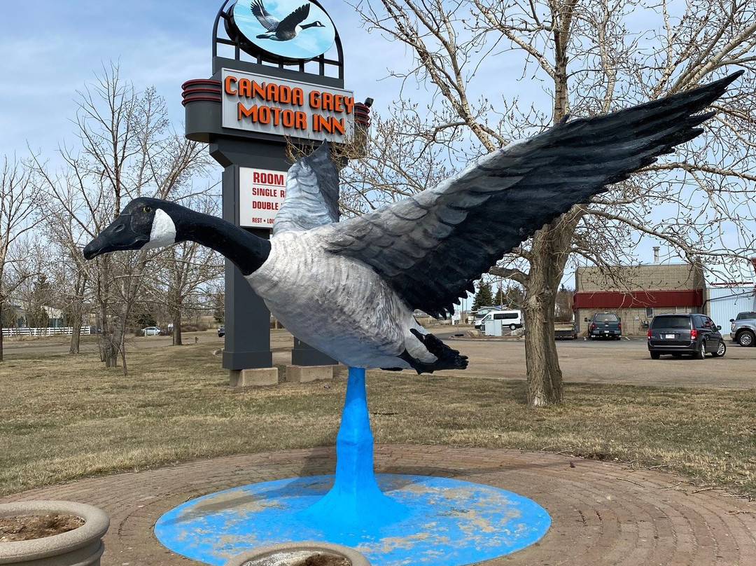 Largest Canadian Goose 1 Hanna景点图片