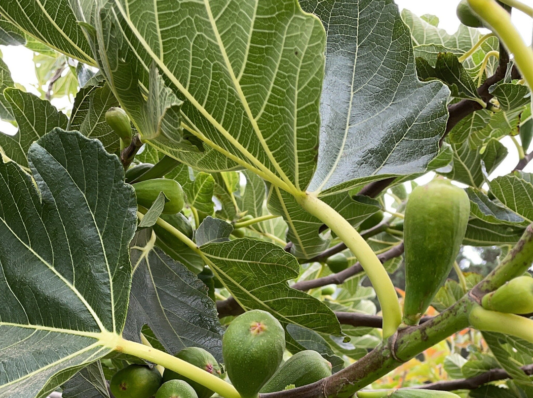 Buchupureo旅游攻略图片