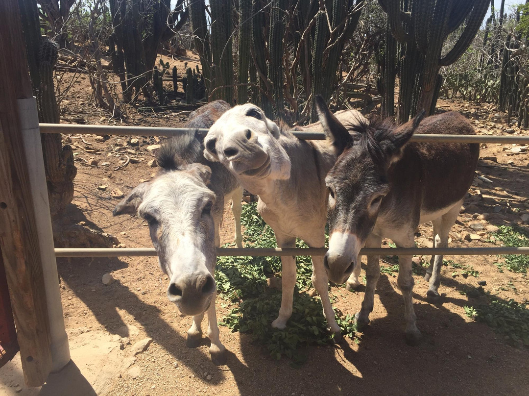 Donkey Sanctuary Aruba景点图片