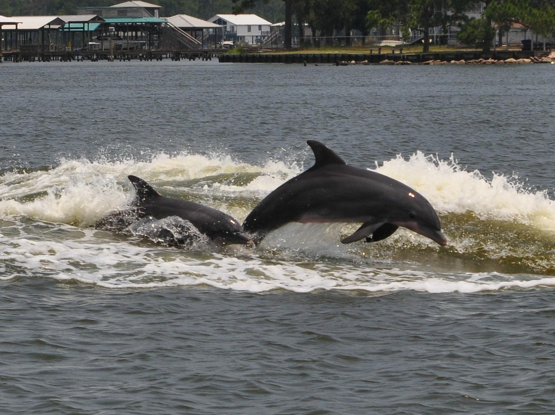 Orange Beach Private Family Dolphin Tours & Boating Safaris景点图片