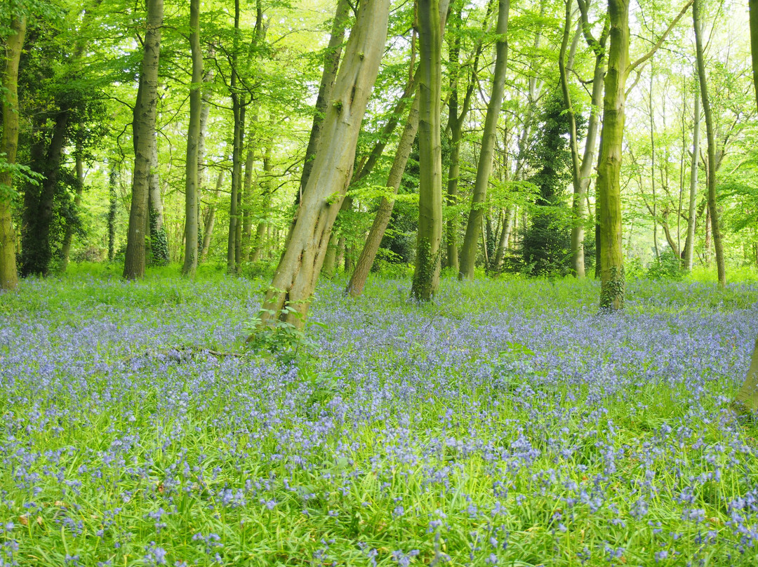 Wanstead旅游景点-温斯特公园