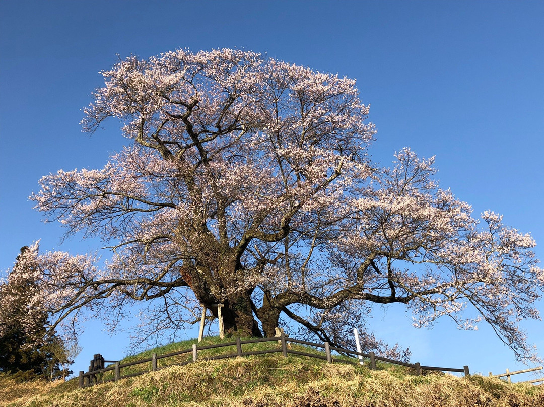 沼田市旅游景点-Hocchi no Higan Cherry Blossoms