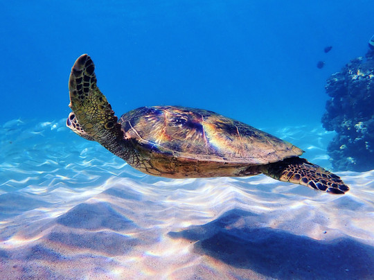 Destination Diving And Snorkel Maui