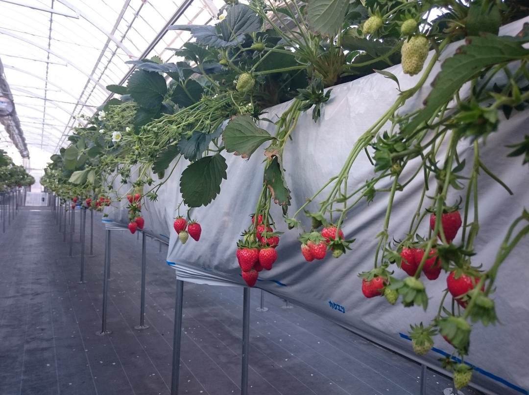 Nagashima Farm-桑名市必去景点