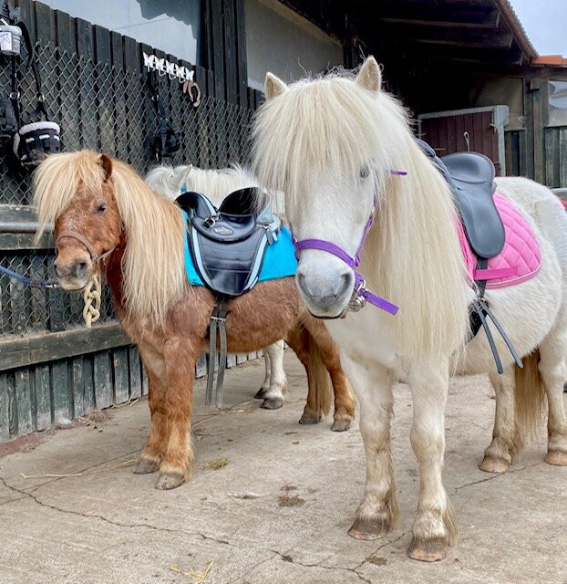 Equestrian and Wildlife Park Weil景点图片