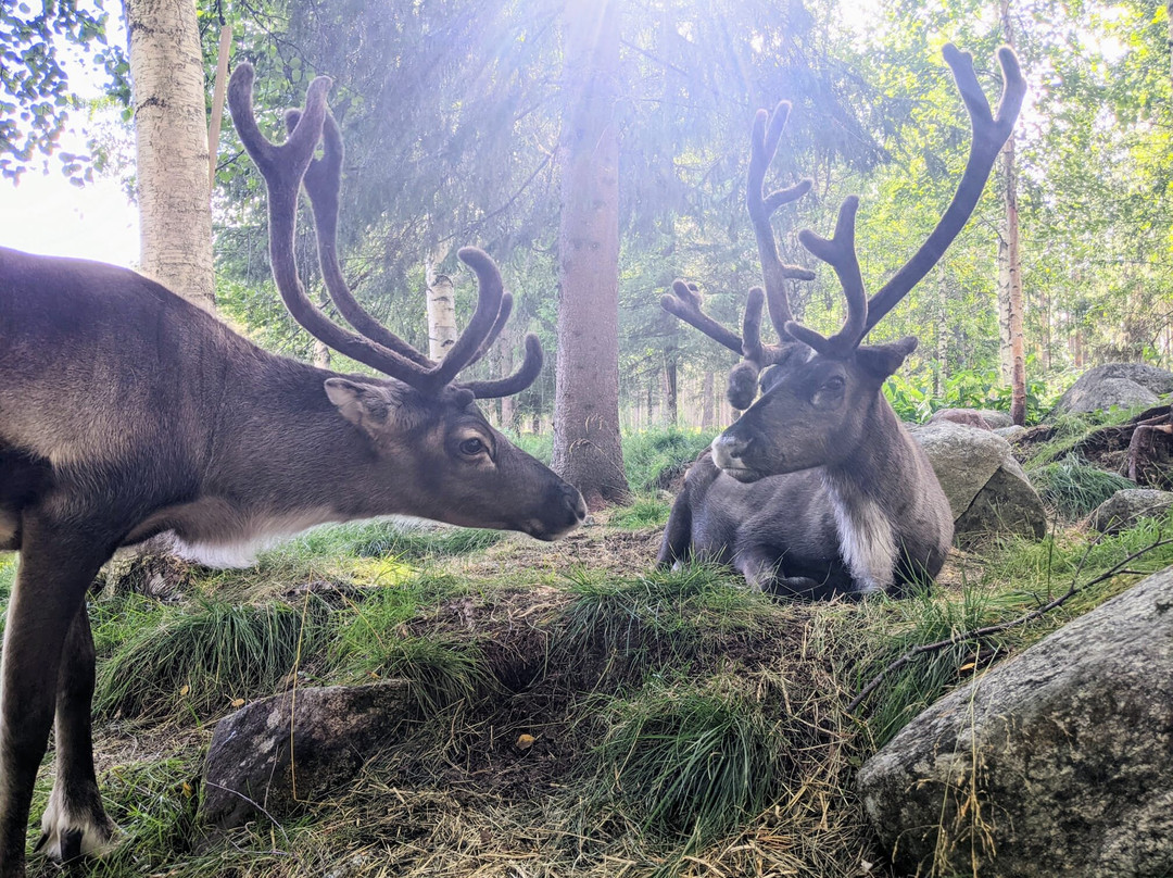 Kaatis Reindeers
