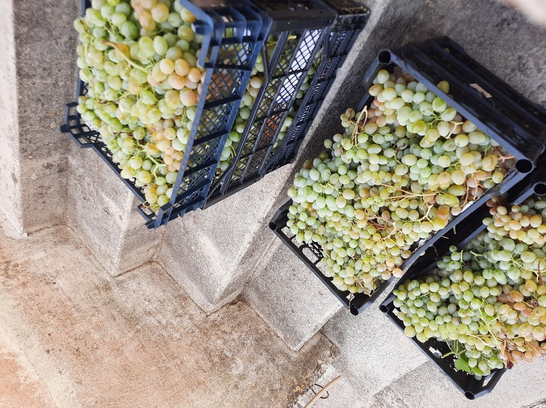 Winery Bartulović景点图片