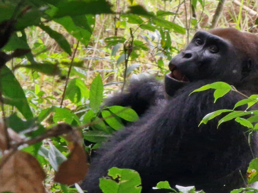 Moukalaba-Doudou National Park