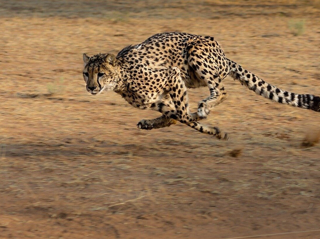 Meander Africa Safaris景点图片