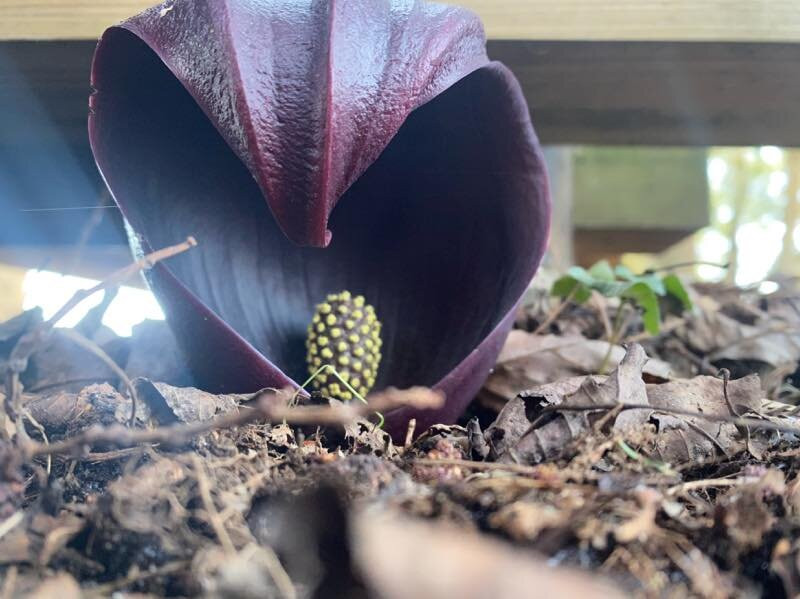 Symplocarpus foetidus of Wetlands in Otawara-太田原市必去景点