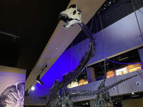 Lee Kong Chian Natural History Museum-新加坡必去景点