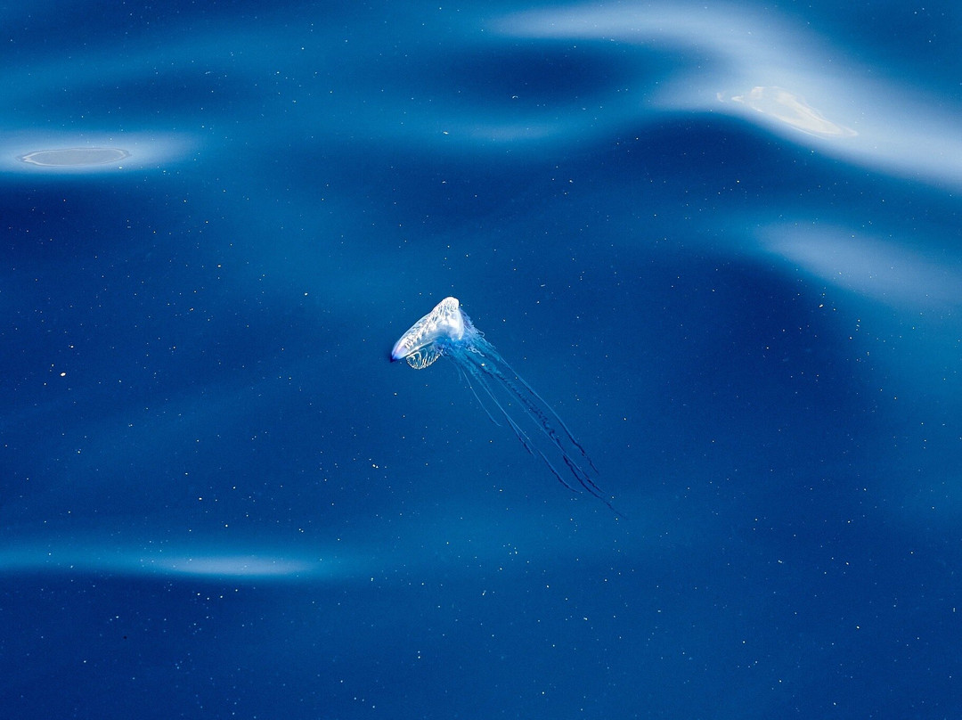 Atlantic Eco Experience | Whale Watching Tenerife-奥德杰海岸必去景点
