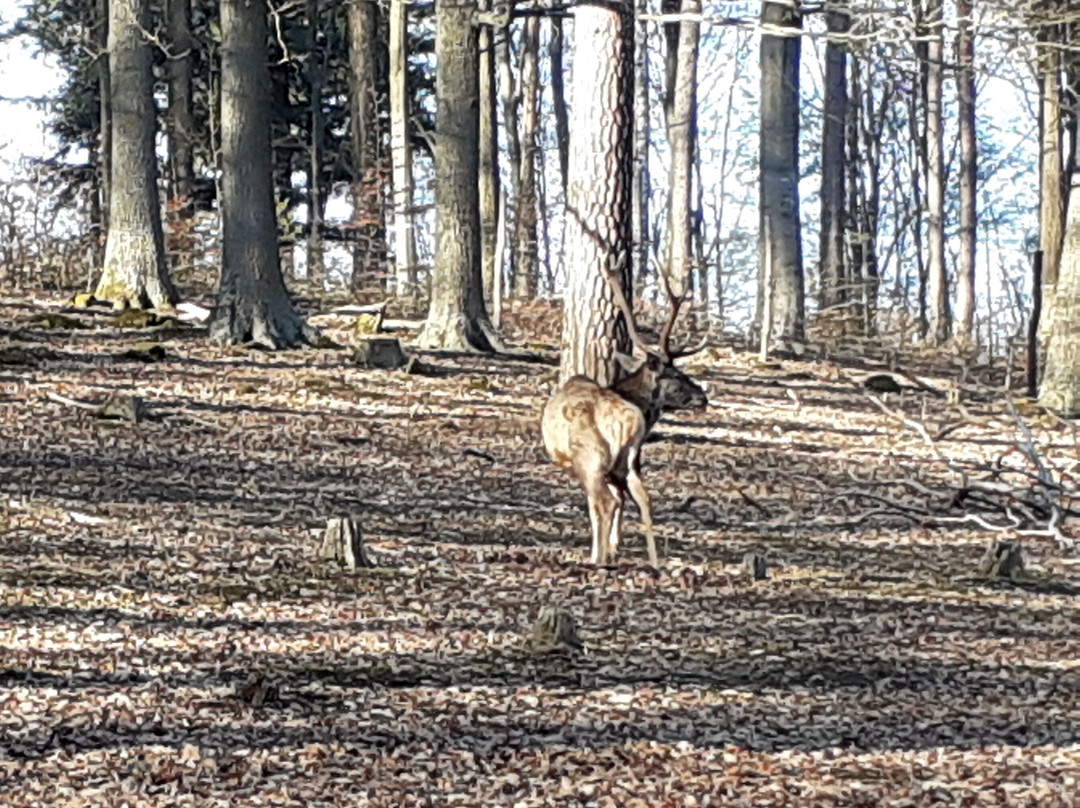 Wildpark Betzenberg景点图片