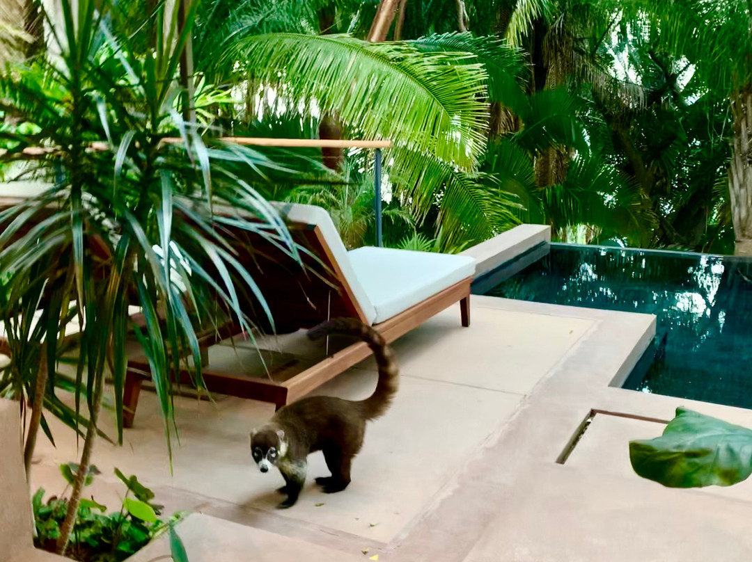 One&Only Mandarina主图