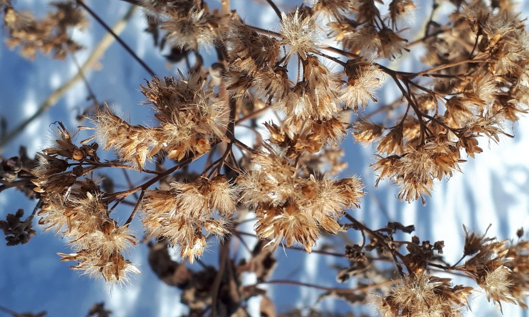 Old Market Square-温尼伯必去景点
