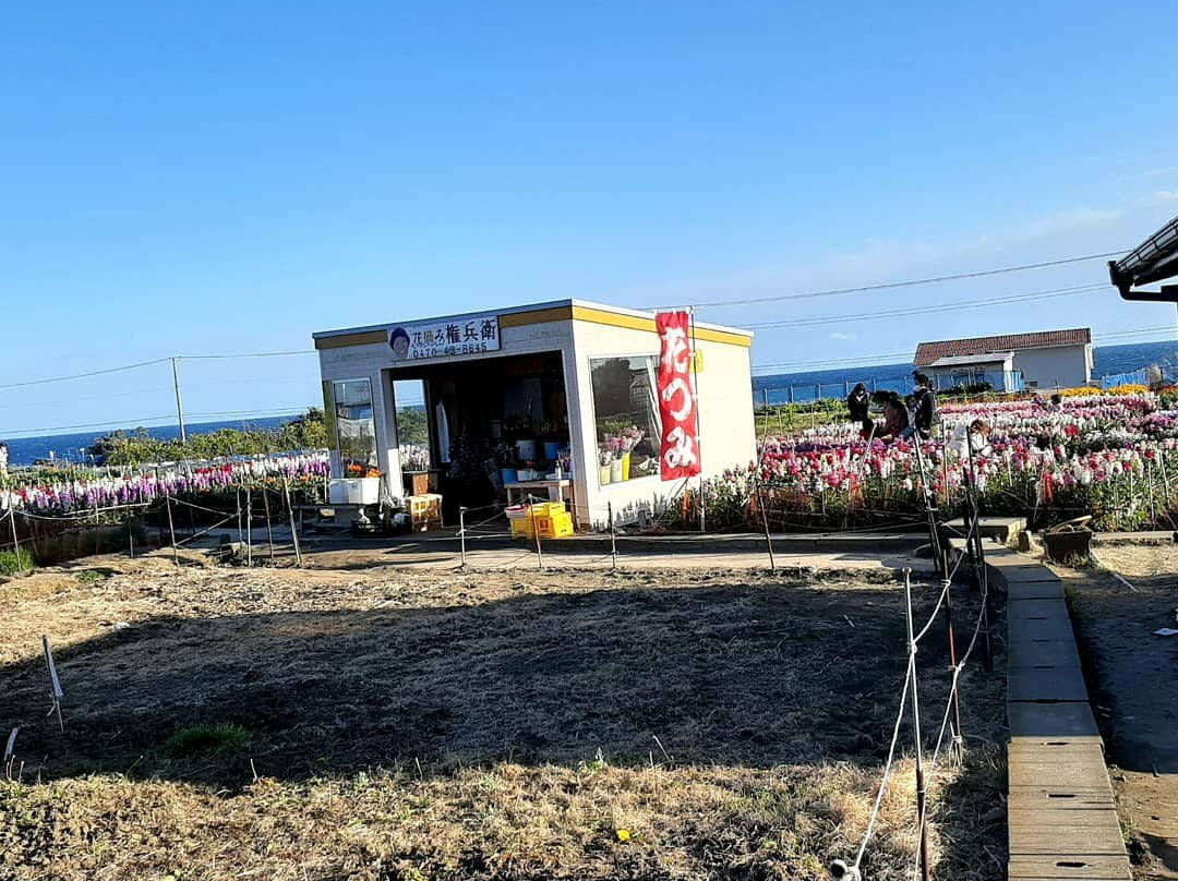 Shiramazu Flower Garden-南房总市必去景点