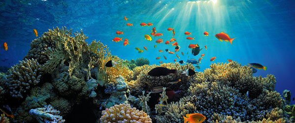 Divers Hurghada - Diving Course PADI - CMAS - SSI.-赫尔格达必去景点