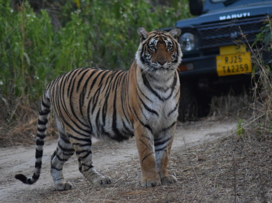 The Tiger Tours景点图片
