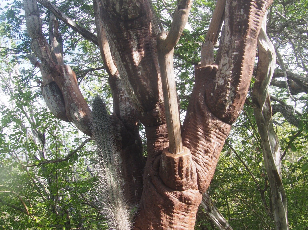 Wayaka Trail-Kralendijk必去景点