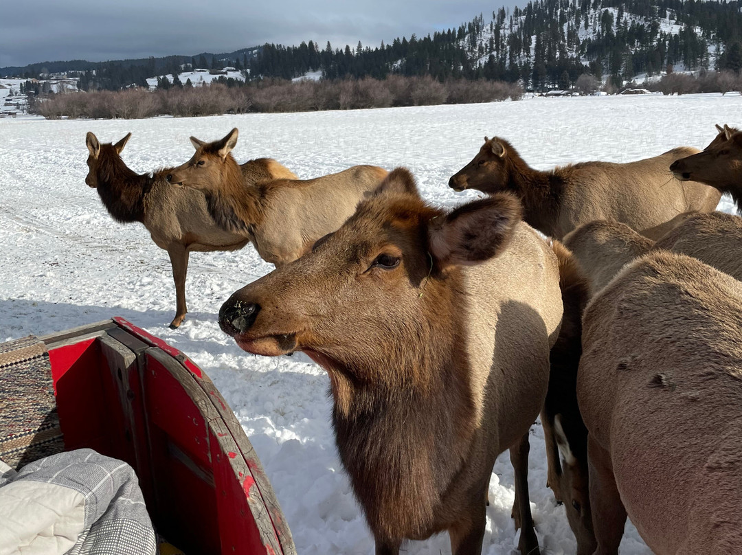 Idaho Sleigh Rides景点图片