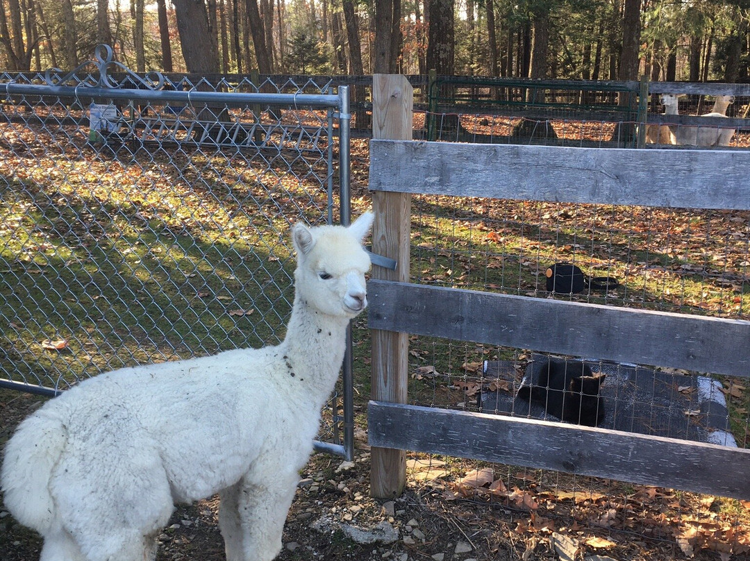 Pohopoco Creek Alpacas景点图片