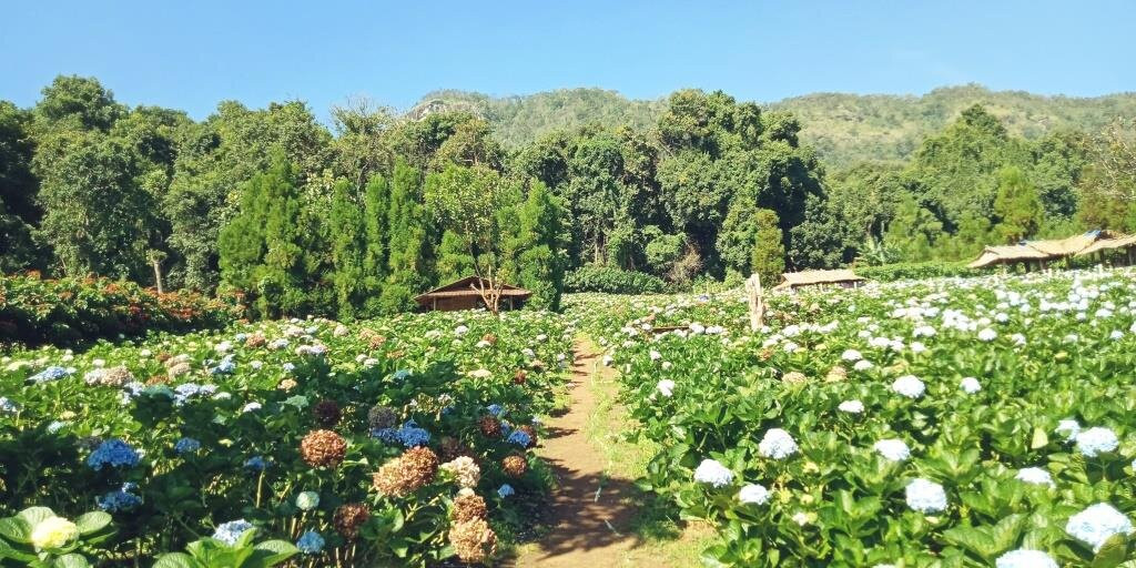 Royal Project Khun Pae-宗通必去景点