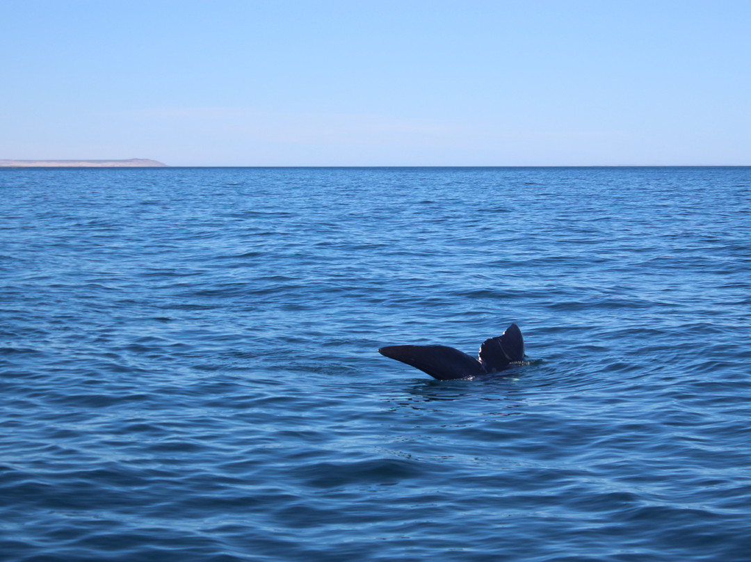 Southern Spirit Cruises (Whale watching)景点图片