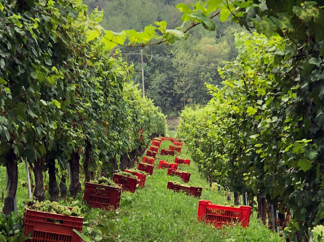 Agriturismo Cascina Serra主图
