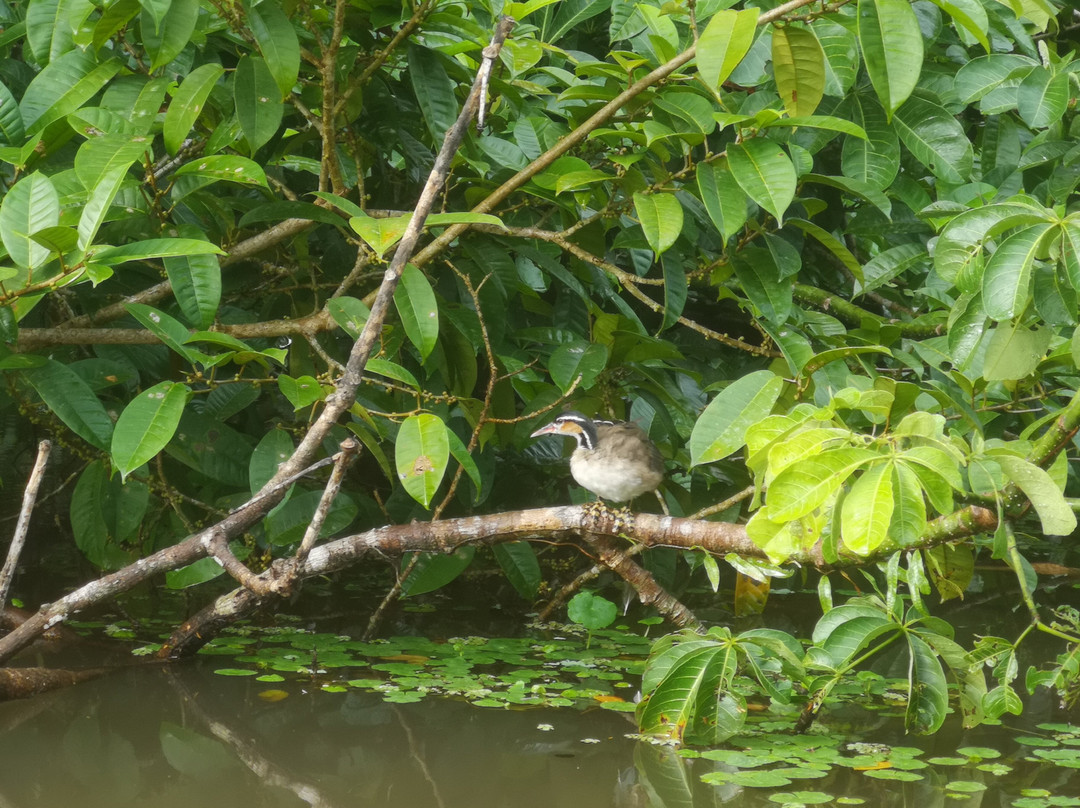 Tortuguero Tours - Adventures close to Nature景点图片