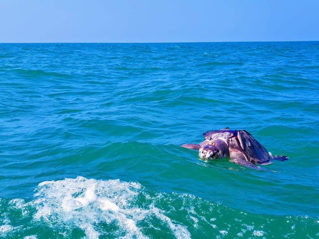 Boat Trip-卡尔皮蒂耶必去景点