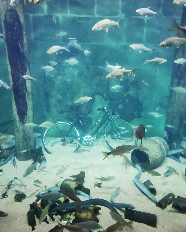 Ozeaneum-施特拉尔松德必去景点