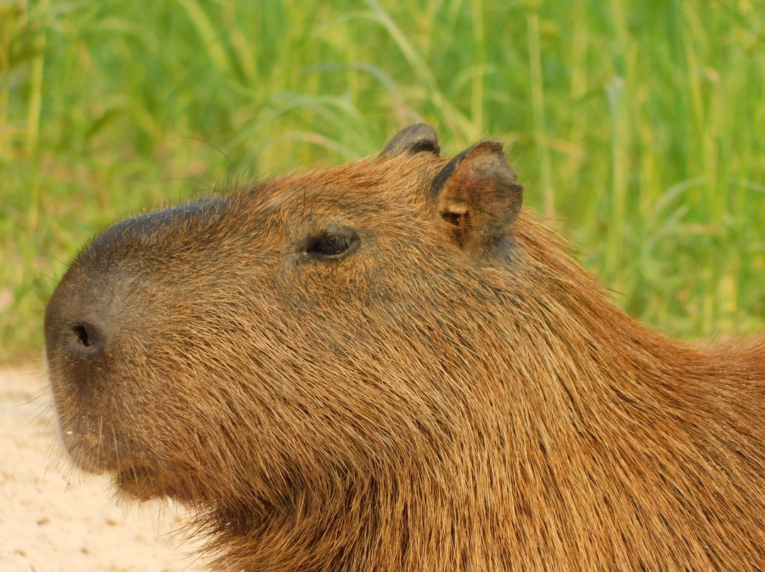 Wildlife Pantanal Tours景点图片