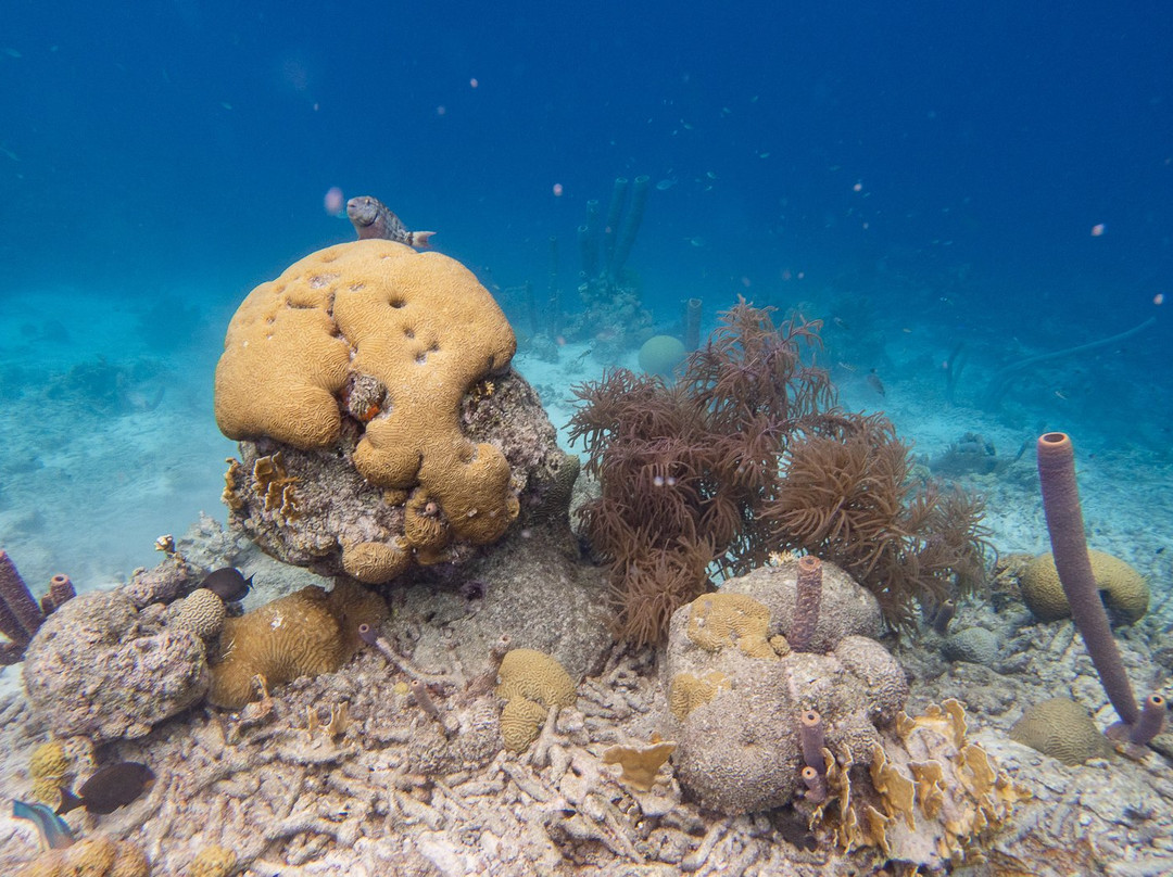 Caribe Watersport-Kralendijk必去景点