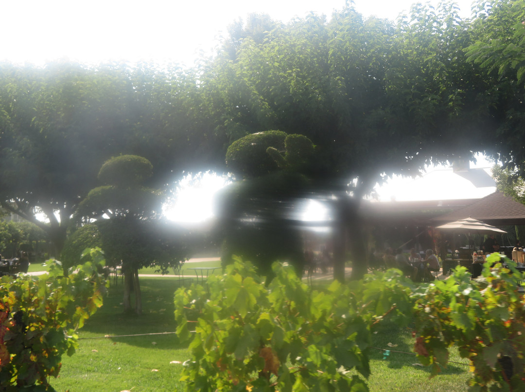 Concannon Vineyard-利佛摩必去景点