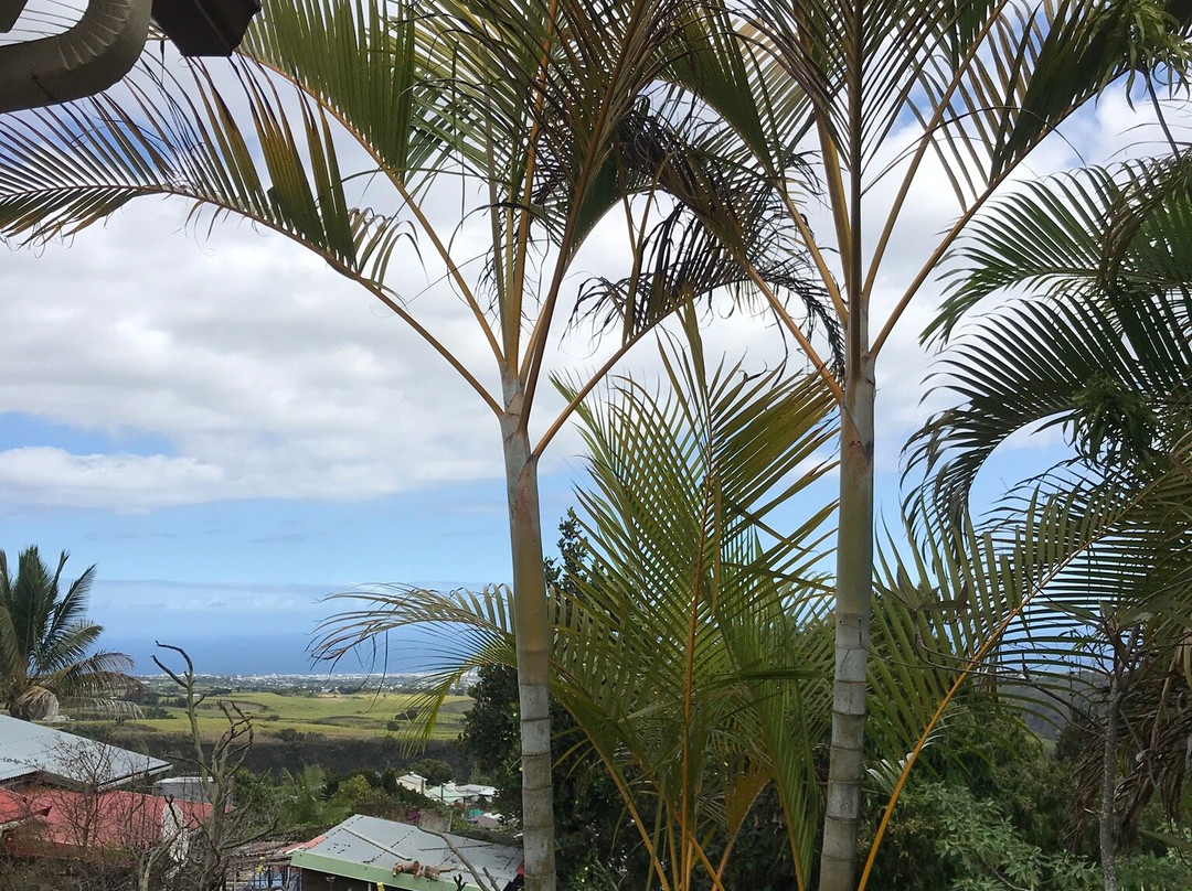 Les Frangipaniers主图