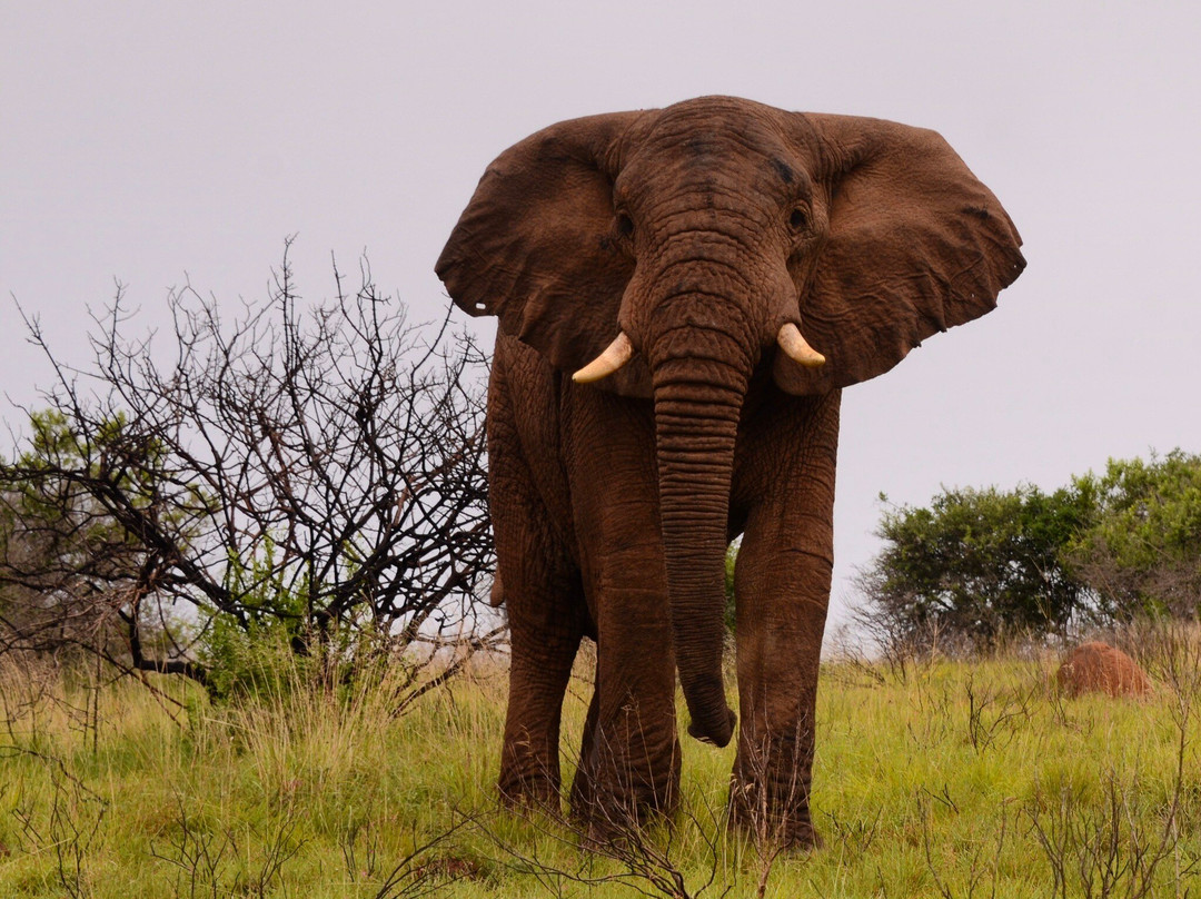 Schotia Safaris Private Game Reserve主图