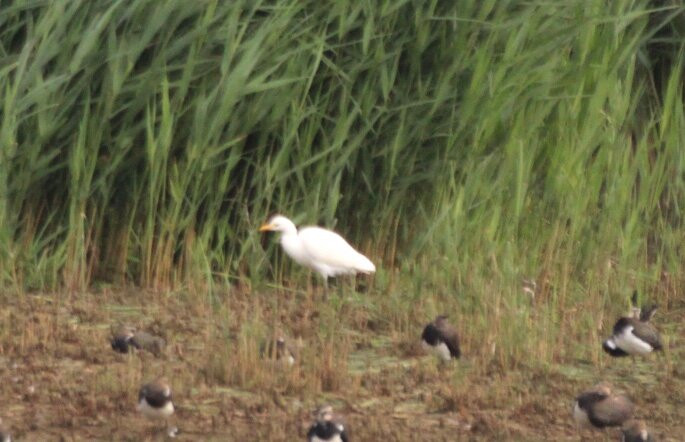 Rutland Water Nature Reserve (Anglian Water Bird Watching Centre)-奥克姆必去景点