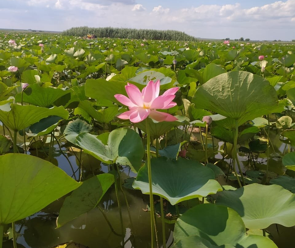 Lotus Valley景点图片