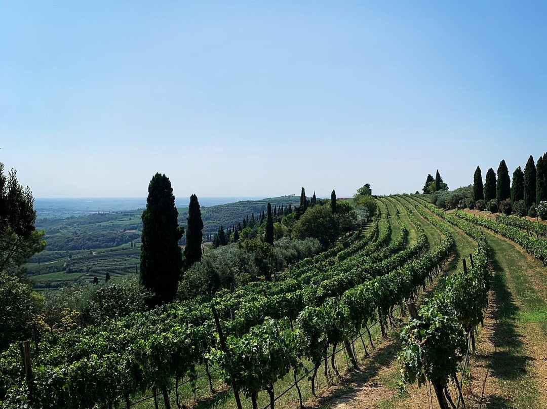 Azienda Agricola Trabucchi景点图片